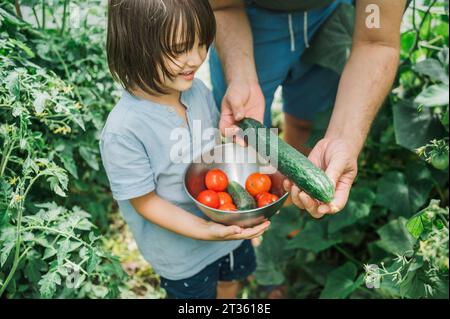 Ragazzo sorridente che aiuta il padre a raccogliere cetrioli e pomodori in giardino Foto Stock