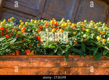 Solanum pseudocapsicum in mostra presso un negozio di piante, Sarnico Lombardia Italia ITA Foto Stock