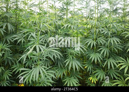 Piante di cannabis verde che crescono nei campi Foto Stock