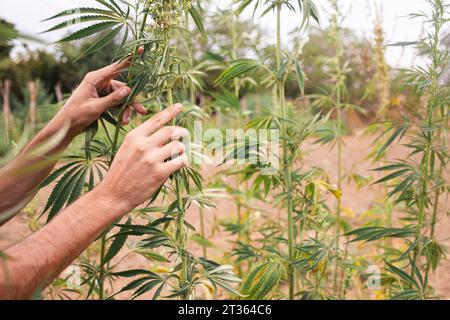 Mani di contadini che toccano steli di cannabis sul campo Foto Stock