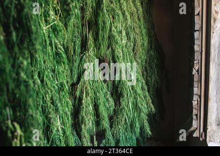 Fiori di cannabis verdi che asciugano in camera Foto Stock