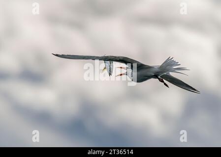 Messico, Baja California, Royal Tern (Thalasseus maximus) pesca di pesce Foto Stock