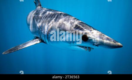 Messico, bassa California, vista subacquea dello squalo mako (Isurus oxyrinchus) Foto Stock