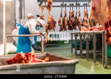 Macellai che tagliano carni bovine nel macello Foto Stock