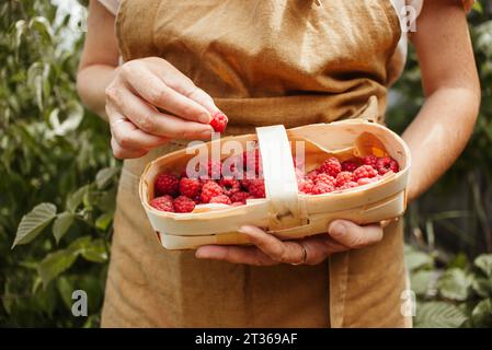 Donna che indossa un grembiule con scatola di lamponi in giardino Foto Stock