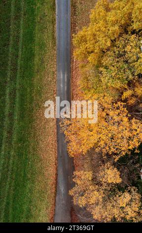 Austria, alta Austria, vista droni su una strada sterrata che si estende lungo gli alberi dipinti in autunno Foto Stock