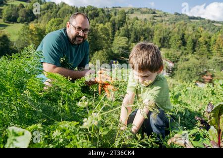 Uomo che raccoglie carote con figlio nell'orto nelle giornate di sole Foto Stock