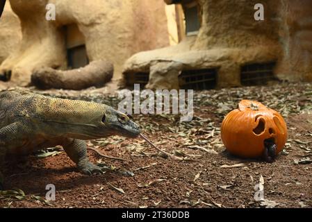Il drago di Komodo Katheesi stringe i suoi 60 denti seghettati simili a squali intorno a una zucca ripiena di carne come delizia per la colazione di prima mattina ... Foto Stock