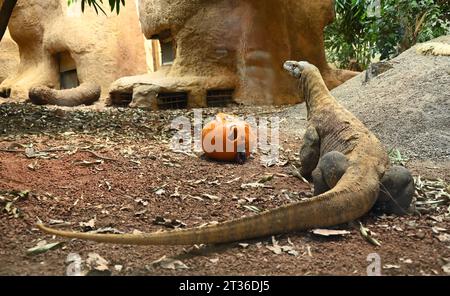 Il drago di Komodo Katheesi stringe i suoi 60 denti seghettati simili a squali intorno a una zucca ripiena di carne come delizia per la colazione di prima mattina ... Foto Stock
