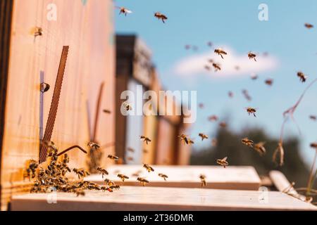 Api mellifere che volano vicino all'alveare di legno nell'apiario Foto Stock