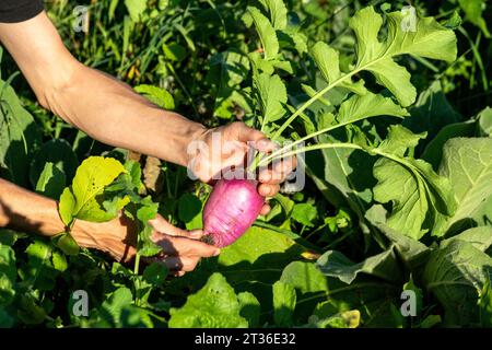 Mani di una donna che tiene barbabietola appena raccolta Foto Stock