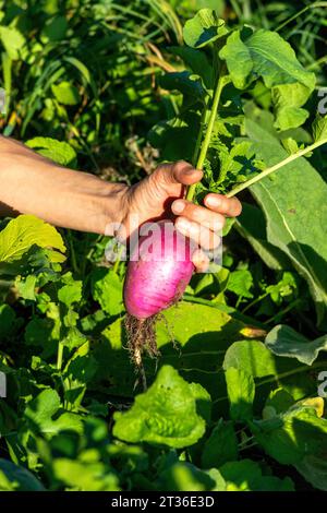 Mano di una donna che tiene barbabietola appena raccolta Foto Stock