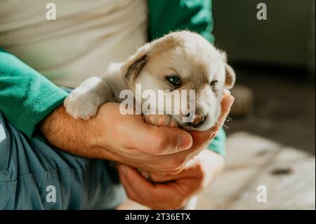 Uomo che tiene in mano un grazioso cucciolo di razza mista a casa Foto Stock