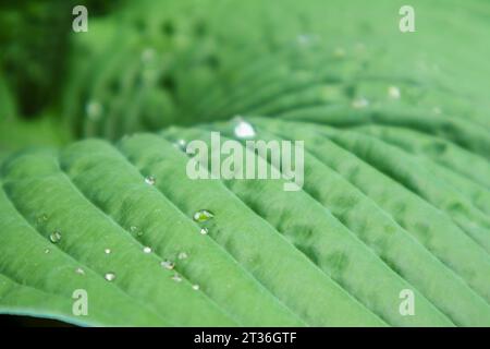 Bella Hosta foglie sfondo con goccia di rugiada in mattina su foglia. Foto Stock