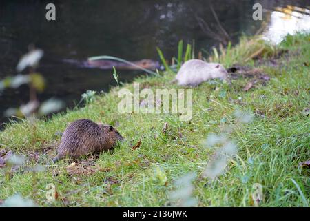 Die aus Südamerika stammende Nagetierart nutria Myocastor coypus, auch als Biberratte, Sumpfbiber, Schweifbiber oder Schweifratte bezeichnet, findet ihren Lebensraum manchmal auch in Städten. Hier zwei nutria-Jungtiere in einem GrünGürtel in Brema-Hemelingen, ohne jede Scheu vor Menschen. Im Hintergrund kommt ein Elterntier angeschwommen. Die Tierfamilie Hat ihren Bau am Gärtnerhoffleet angelegt, einem breiten Graben mit Uferböschung. Deichschützer sehen in Nutrias eine Gefahr für den Hochwasserschutz, weil sie Deiche unterhöhlen. *** La specie di roditore nutria Myocastor coypus, nota anche come Foto Stock