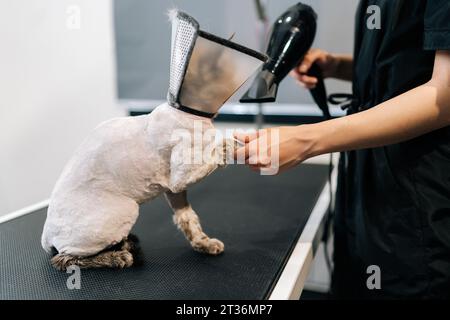 Vista laterale di un bel gatto nel collare veterinario protettivo intorno al collo asciugatura sotto l'asciugacapelli dopo la rasatura e il bagno nel salone di bellezza. Foto Stock