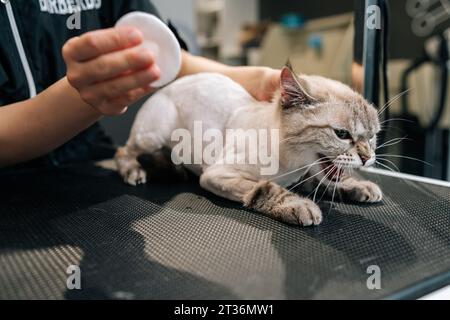 Foto ravvicinata di gatto tagliato spaventato sottoposto a procedure per animali domestici nel salone degli animali. Primo piano della pulizia e dell'asciugatura di un rifinitore femminile non riconoscibile Foto Stock