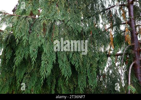 Primo piano dei rami piangenti della conifera sempreverde Xanthocyparis nootkatensis pendula. Foto Stock