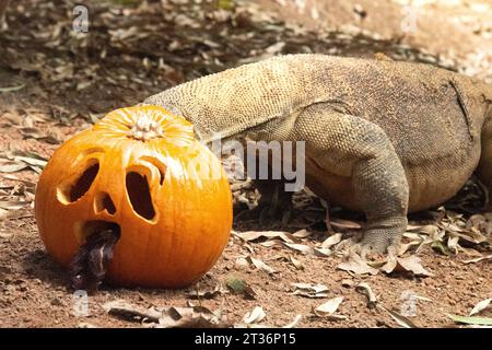 Londra, Regno Unito. 23 ottobre 2023. Un drago di Komodo celebra Halloween presto con prelibatezze di zucca allo ZSL London Zoo di Londra. (Foto di James Warren/SOPA Images/Sipa USA) credito: SIPA USA/Alamy Live News Foto Stock