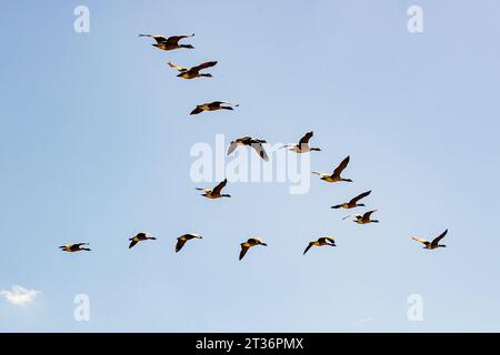 Stormo di oche canadesi che volano contro il cielo blu in formazione V, sopra la riserva naturale di Maasvallei, soleggiata giornata autunnale a Meers, Elsloo, Paesi Bassi Foto Stock