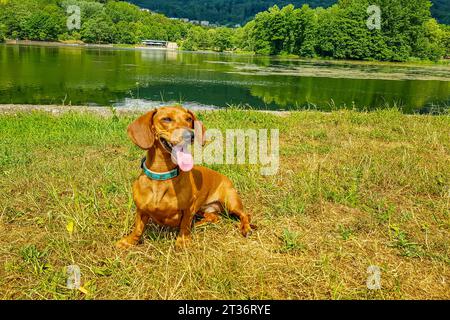 Dachshund a pelo corto marrone seduto sull'erba, testa leggermente di profilo, sete, stanco, piantare con la lingua fuori, riva del lago Echternach, lussureggiante Foto Stock