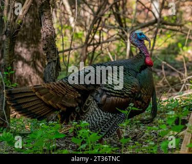 Un maschio tom turkey (Meleagris gallopavo) in piedi nei boschi in primavera nel Michigan, Stati Uniti. Foto Stock