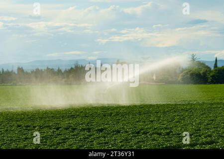 Spruzzare acqua da un sistema di irrigazione su un campo di patate in primavera. Affilatura selettiva. Foto Stock