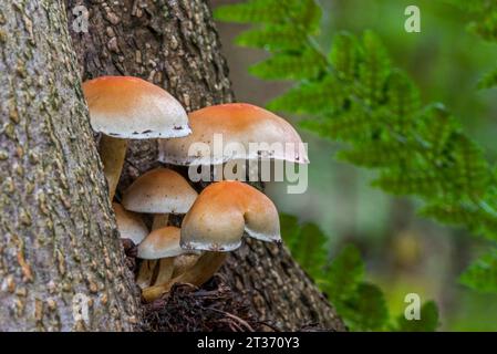 Funghi zolfo-tuft / amanti del legno raggruppati (Hypholoma fasciculare / Psilocybe fascicularis) che crescono sul tronco d'albero nella foresta autunnale Foto Stock