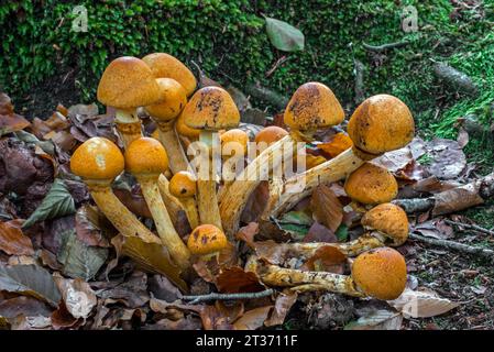 Spettacolare fungo da palestra (Gymnopilus junonius / Agaricus aureus / Agaricus junonius) fase di crescita precoce nella foresta autunnale Foto Stock