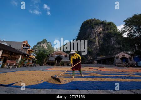 Raccolto di riso a Dong Van, ha Giang, Vietnam Foto Stock