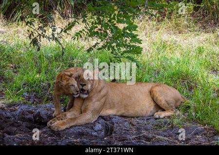 Leone madre e cucciolo di 3 mesi riposano sotto un albero nella riserva selvatica di Selous, Tanzania. Foto Stock