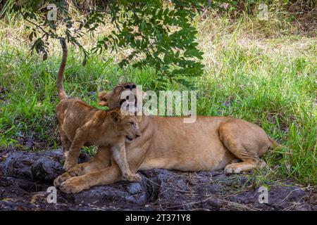 Leone madre e cucciolo di 3 mesi riposano sotto un albero nella riserva selvatica di Selous, Tanzania. Foto Stock