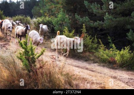 Poche pecore piene di germogli appiccicosi che scendono dalla collina nella foresta Foto Stock