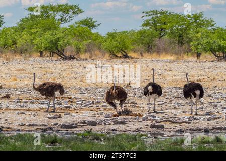 Gruppo di struzzi con giovani, Parco Nazionale di Etosha, Namibia Foto Stock