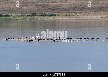 Pellicani dalmati (Pelecanus crispus) e grande cormorano (Phalacrocorax carbo) su un banco di sabbia nel Danubio, in Romania Foto Stock