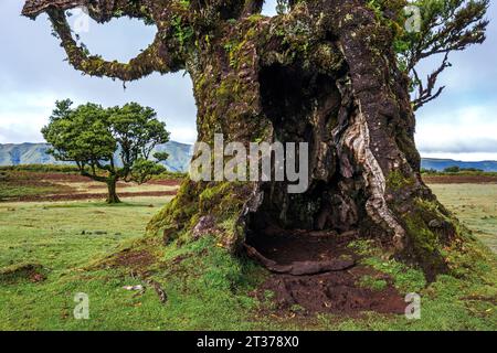 Tronco scavato di un vecchio albero di alloro, vecchia foresta di alloro (Laurisilva), legno di pietra (Ocotea foetens), sito patrimonio dell'umanità dell'UNESCO, Fanal, Madeira, Portogallo Foto Stock