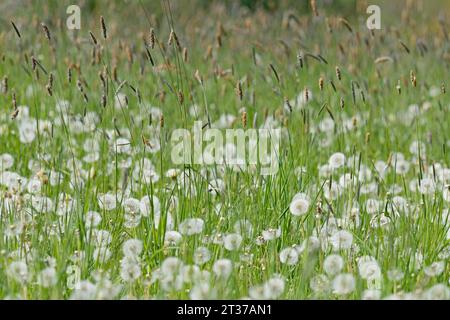 Prato con erba dolce coda di rondine del prato (Alopecurus pratensis), tarassaco (Taraxacum sez. Ruderalia) con piante da frutto, nord Foto Stock