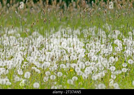 Prato con erba dolce coda di rondine del prato (Alopecurus pratensis), tarassaco (Taraxacum sez. Ruderalia) con piante da frutto, nord Foto Stock