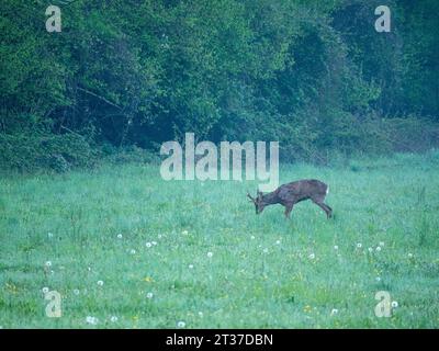 Il capriolo (Capreolus capreolus), noto anche come capriolo, capriolo occidentale o capriolo europeo, è una specie di cervo. Foto Stock