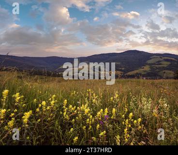 Pittoresco giugno Carpazi montagna campagna prati. Abbondanza di vegetazione e bellissimi fiori selvatici. Foto Stock