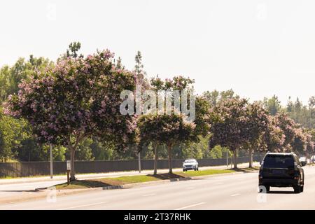 Vista alberata di Beach Boulevard che attraversa la Habra, California, USA. Foto Stock