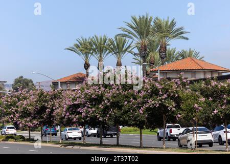 Vista pomeridiana incorniciata da palme del centro cittadino di la Habra, California, USA. Foto Stock