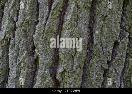 Un primo piano di un grande albero con un tronco esteso ricoperto di muschio verde vibrante Foto Stock