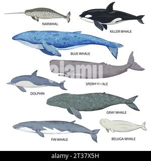 Un grande set di specie di balene. Poster con vari tipi e nomi di balene. Illustrazione vettoriale isolata su sfondo bianco Illustrazione Vettoriale