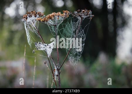 Ragnatele di ragni sulle teste di semi bruni di piante umbellifere a Horsell Common, Woking, Surrey con goccioline di rugiada al mattino presto Foto Stock