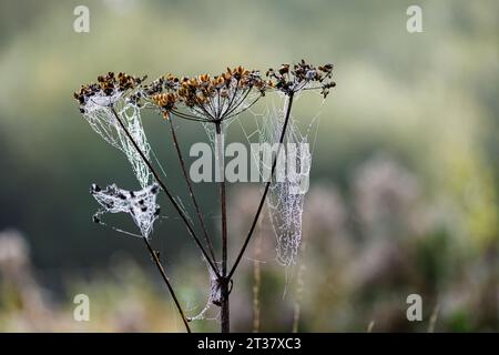 Ragnatele di ragni sulle teste di semi bruni di piante umbellifere a Horsell Common, Woking, Surrey con goccioline di rugiada al mattino presto Foto Stock