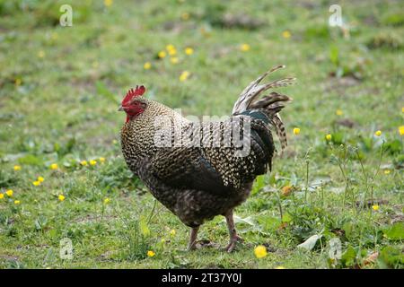 Scots Dumpy noto anche come Bakies, Crawlers e Creepies Chicken a Lothersdale, North Yorkshire, Inghilterra, Regno Unito Foto Stock