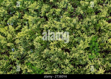 Sedum - piante di Stonecrop e rilasciato Taraxacum officinale soffiato dal vento - semi di Dandelion a Juniperus - foglie di ginepro in primavera. Foto Stock