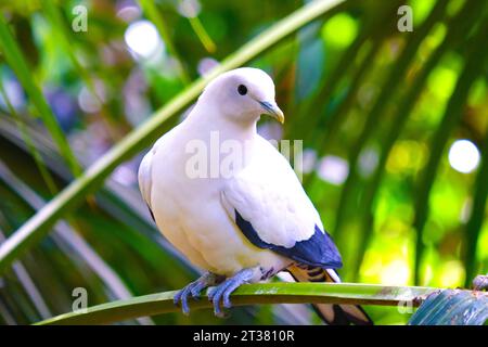 Pied Imperial Pigeon nello zoo di Adelaide in Australia Foto Stock