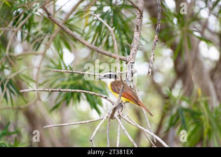 Un grande Kiskadee (Pitangus sulfuratus) seduto su un albero. (Pitangus sulfuratus) è un uccello americano della famiglia dei Tyranidae, lungo circa 25 cm con un Foto Stock